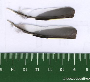 penne da identificare